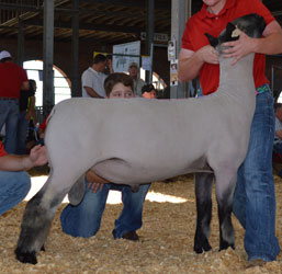 Sedalia - MidWest Stud Ram Sale